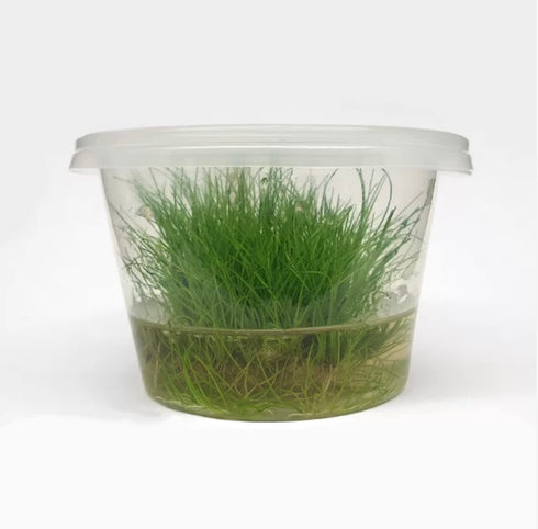 Eleocharis acicularis ‘Dwarf Hair Grass’ Tissue Culture